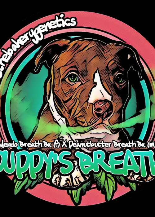 Puppy's Breath