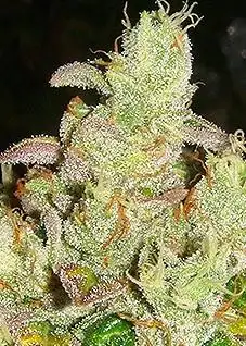 Orange Diesel