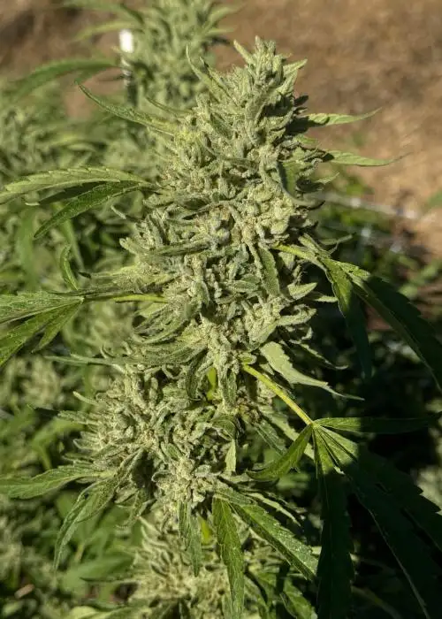 Fire Horse OG