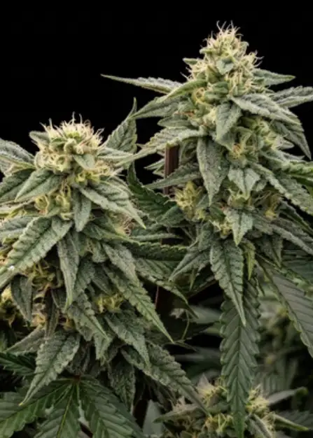 Subcool OG