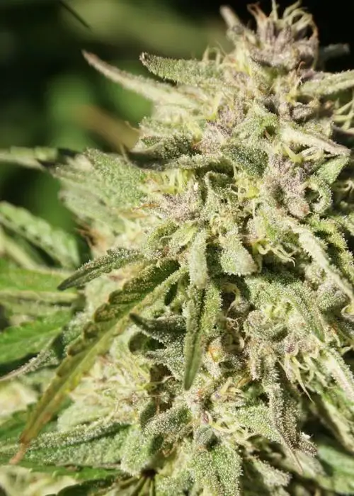 Royal Blueberry