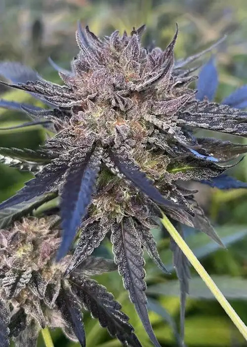 King's Poison