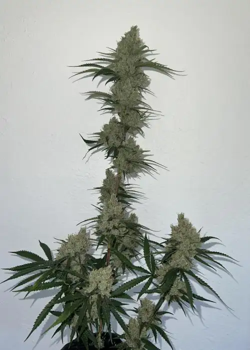 London Haze