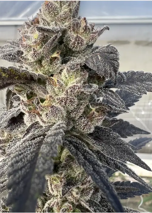 Purple Rocket Pop