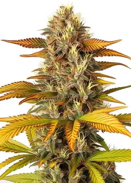 Gorilla Lemon Fire