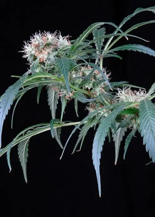 Colombian Red Haze