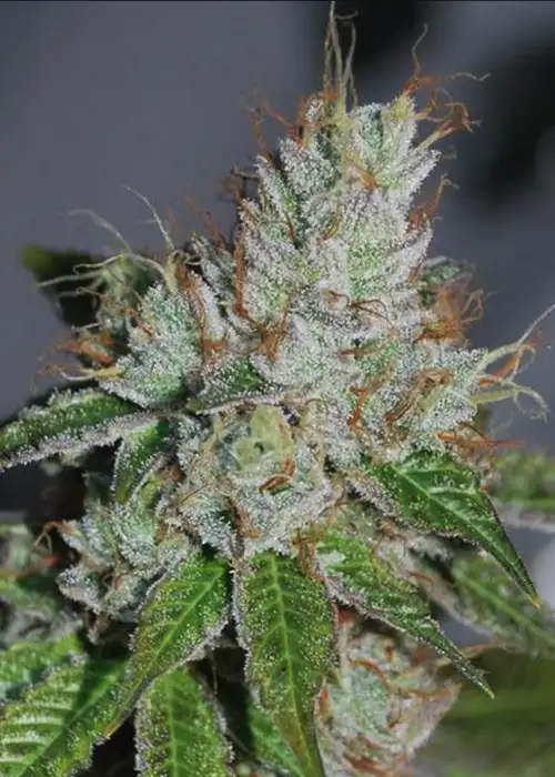 Abusive OG