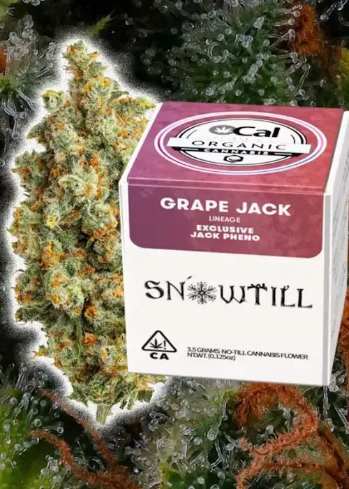 Grape Jack