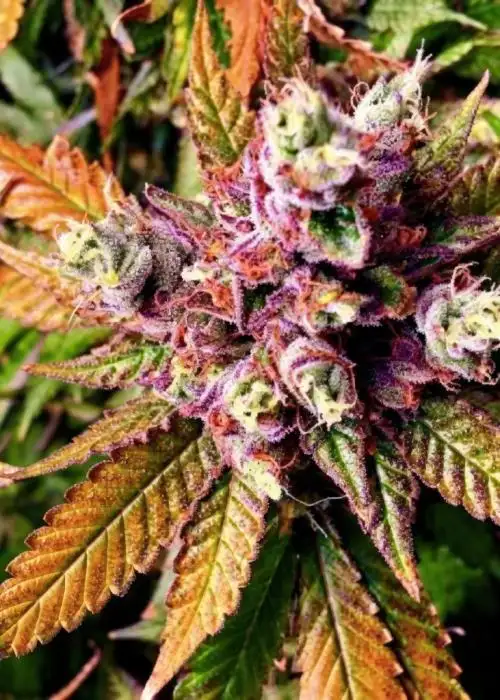 Purple Cookies