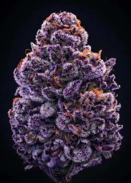 Swerve's Purple Indica S1