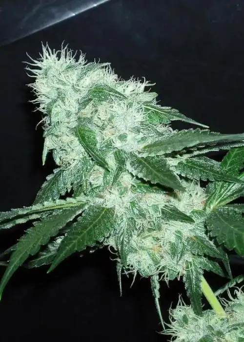 Poison OG Kush