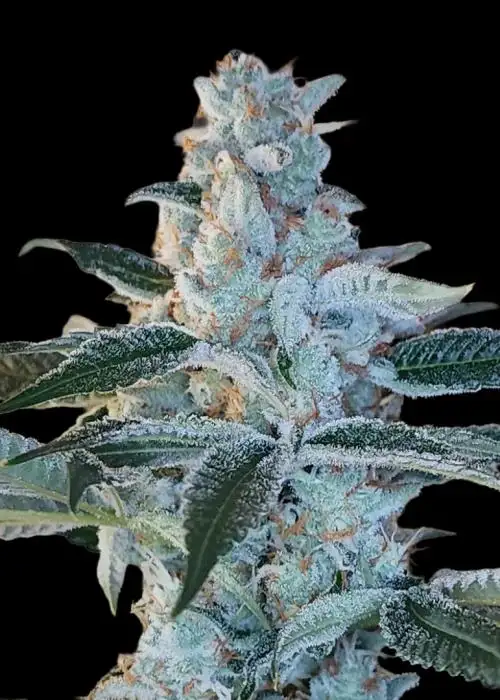 Elvis Breath