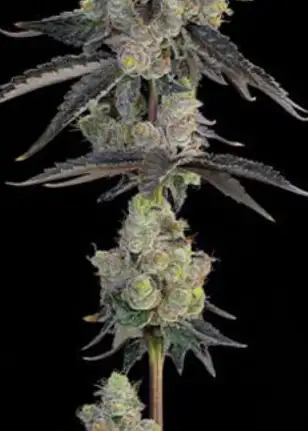 Blue Chiesel