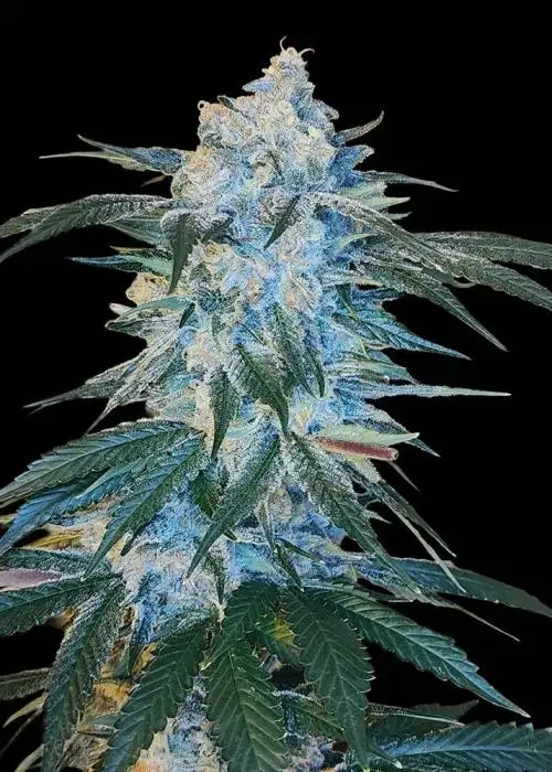 Sour Cherry Kush