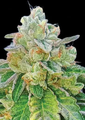 Cherry Rose