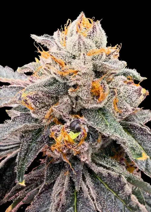 Watermelon Z Bubblegum