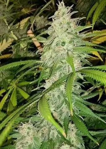Colorado Bubba