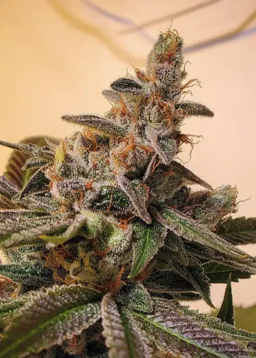 Yeti OG
