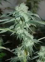 Underdog OG
