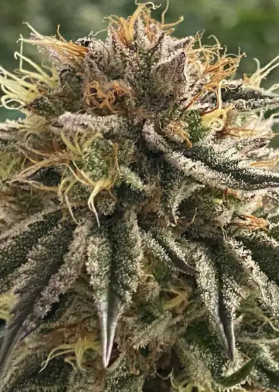 Cherry Ghostenade