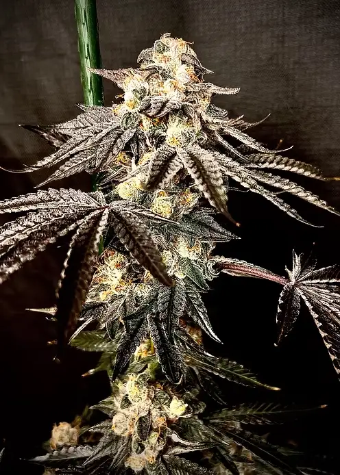 Lemon Warheadz Gelato
