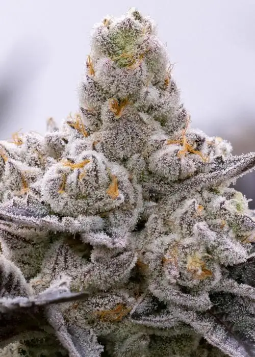 Kushberry Float