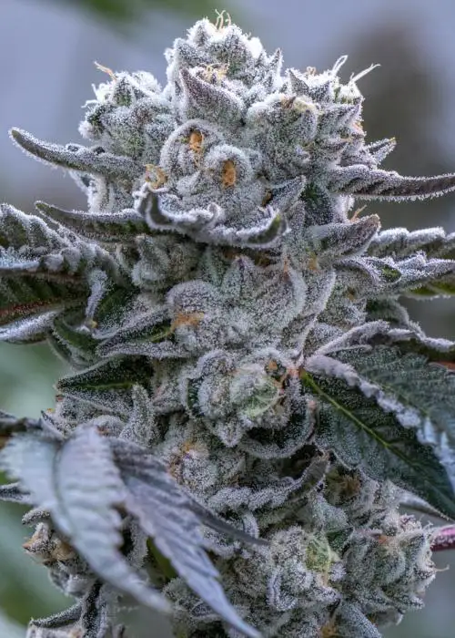 Cereal Kush