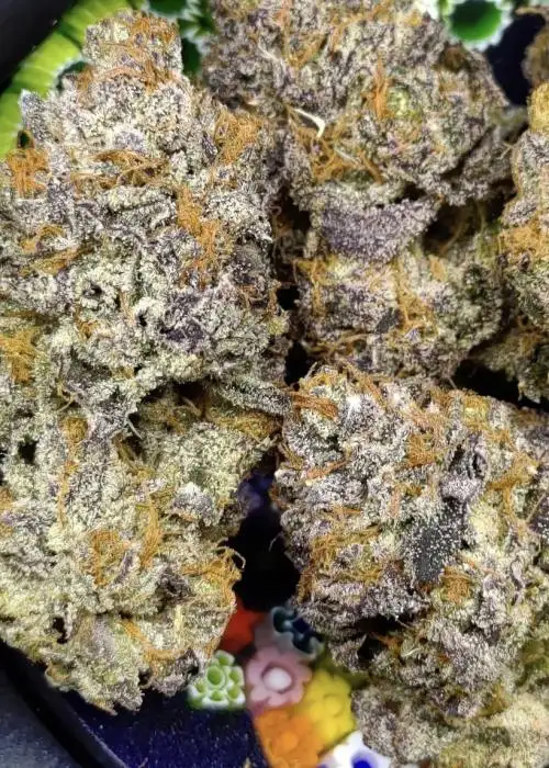 Melon Cherry Gelato