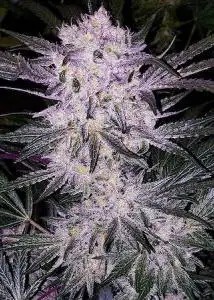Lilac Cookies