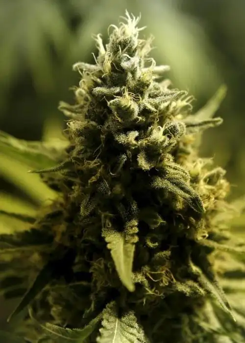 Night Vision