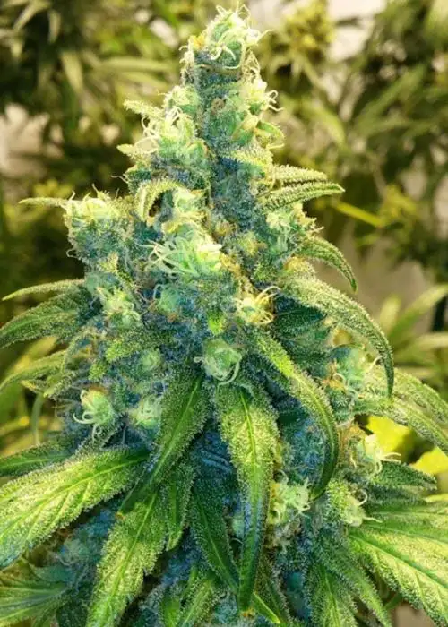 Red Dragon