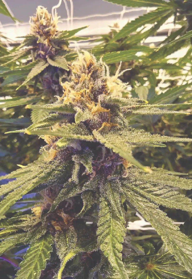 Whitethorn Rose Seeds by Huckleberry Hill Farms - GrowDia...