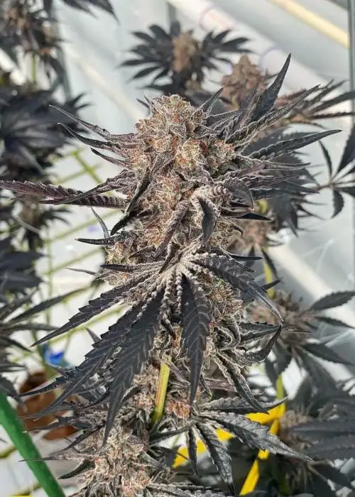 Black Panther