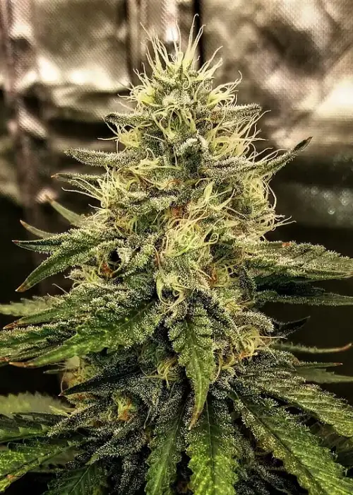 White Napalm