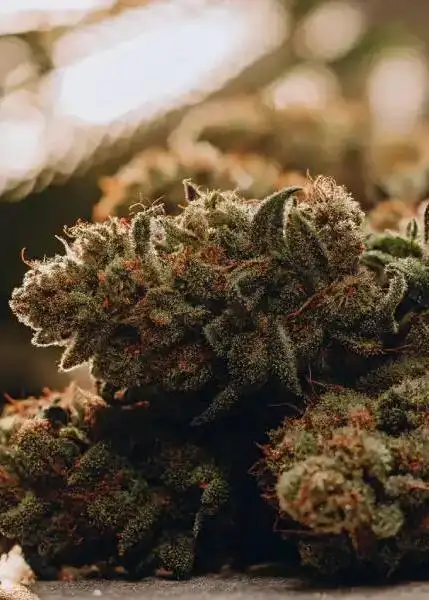 Dream Nebula Kush