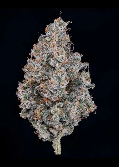 Cherry Lime Soda