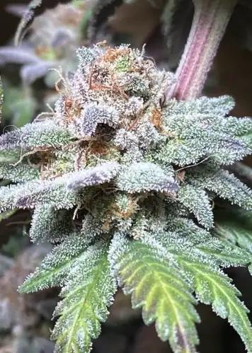 Sour Snow
