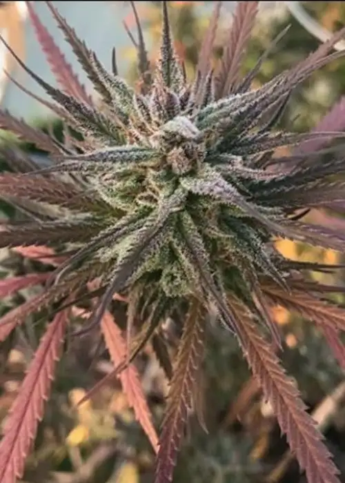 Gorilla Candy BX