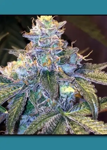 Pug's Breath