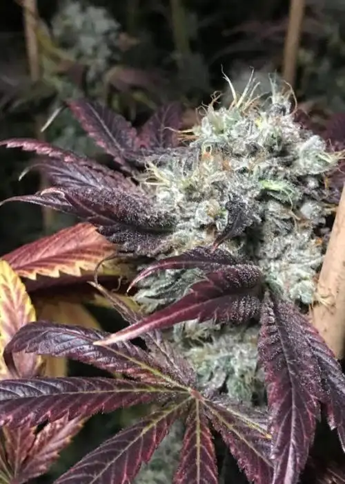 Grim Bastard OG
