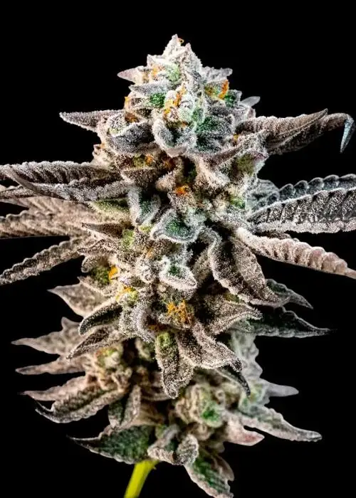 Karamel Kandy