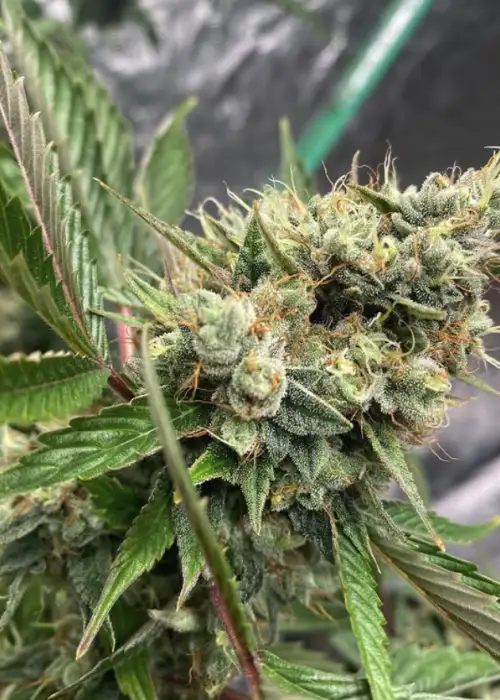 Sour Diesel bx1