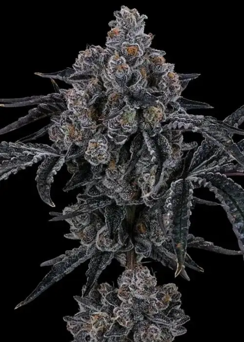 Amore De Uva