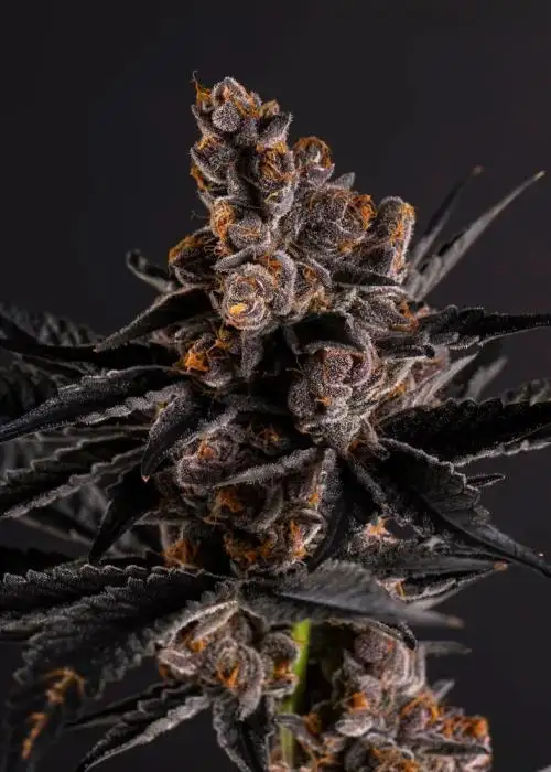 Sour Apple Gelato