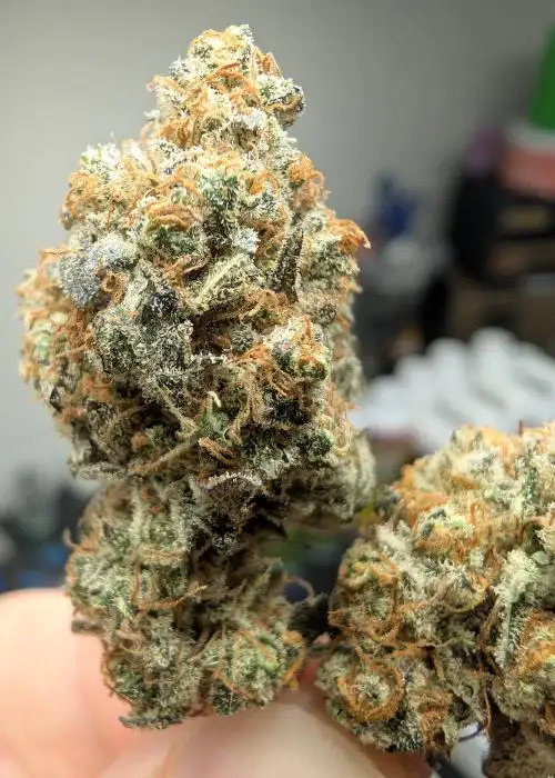 Coco Pebbles