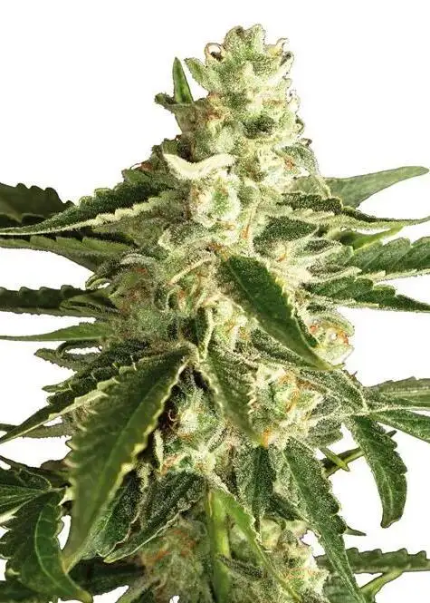 Super Green Crack
