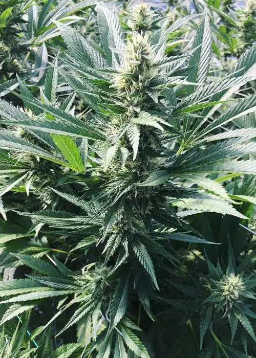 Spyrock Sour D