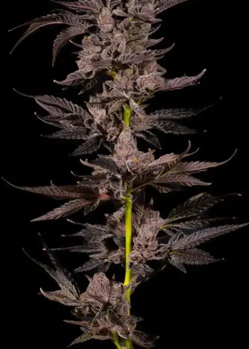 Stoney Hawk