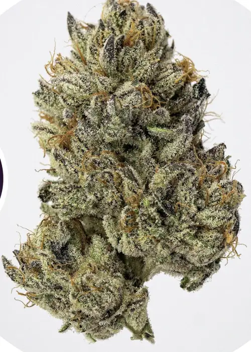 Zhit’Z Fire