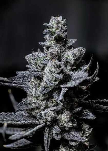 Shady Meringue V2